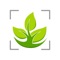 Icon Leaf Snap Tree identification