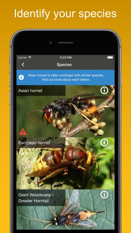 Asian Hornet Watch
