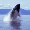 Humpback Whale Sounds!