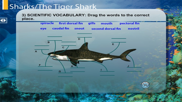 TheTigerShark