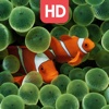Live Aquarium HD Wallpapers | Backgrounds