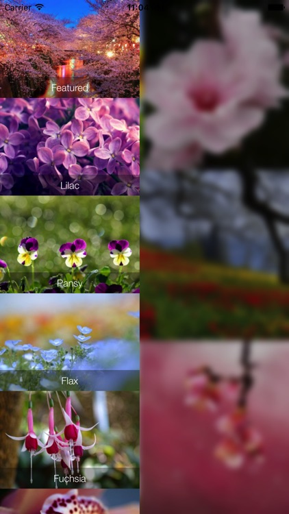 Flower Wallpapers - Best Flower Wallpapers HD