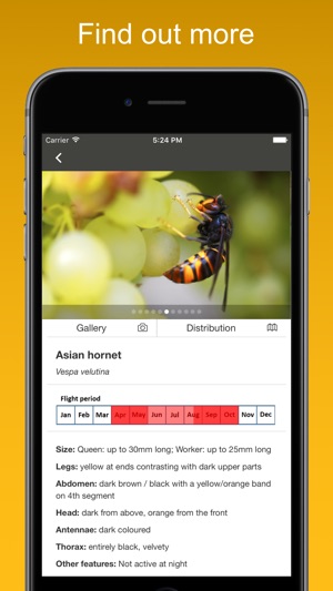 Asian Hornet Watch(圖3)-速報App