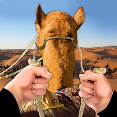 Activities of Drive Camel Simulator