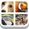 Close Up Animal Quiz - Cat & Dog Trivia Games Free