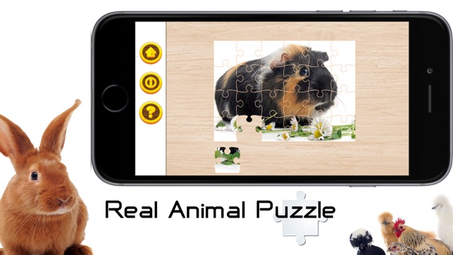 Real Animal Puzzle Jigsaw