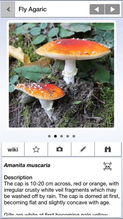 Mushrooms & other Fungi UK