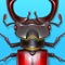 Forest Bugs — Top & Best Game for Kids and Adults. Catch an insects in amazing world!
