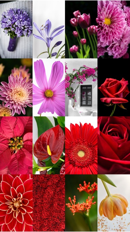 Flower Wallpaper Pictures HD And Background Themes screenshot-3