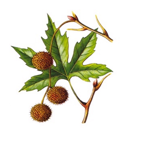 Aromatic Plants Of Greece