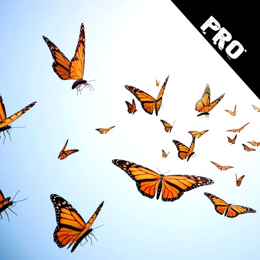 Adventure Flying In A Beautiful Butterfly PRO iOS App