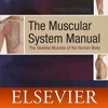 Muscular System Manual