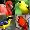 Icon Bird World - Quiz about Famous Birds of the Earth