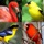 Bird World - Quiz about Famous Birds of the Earth