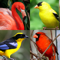 App Icon for Aves do mundo - Um teste dos pássaros famosos App in Brazil IOS App Store