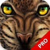 Ultimate Predator:Wild Cheetah Attack 3D