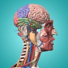 Anatomie et Physiologie - anatomie du corps humain icon