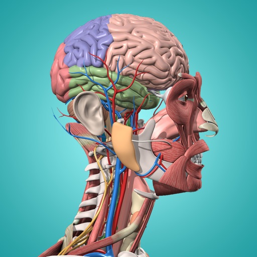 Anatomy & Physiology - anatomy of human body parts