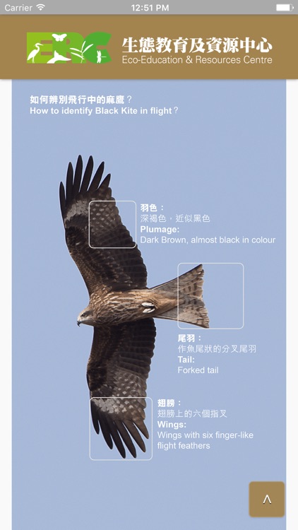 Hong Kong Black Kite Survey screenshot-3