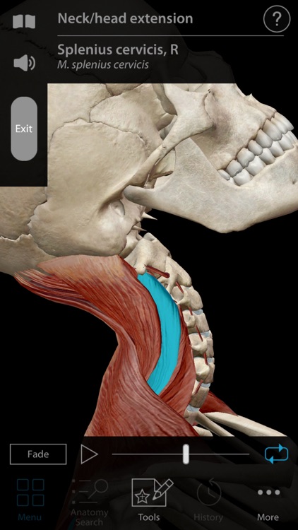 Muscle Premium - Human Anatomy, Kinesiology, Bones
