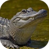2016 American Alligator Swamp Hunt Big Buck