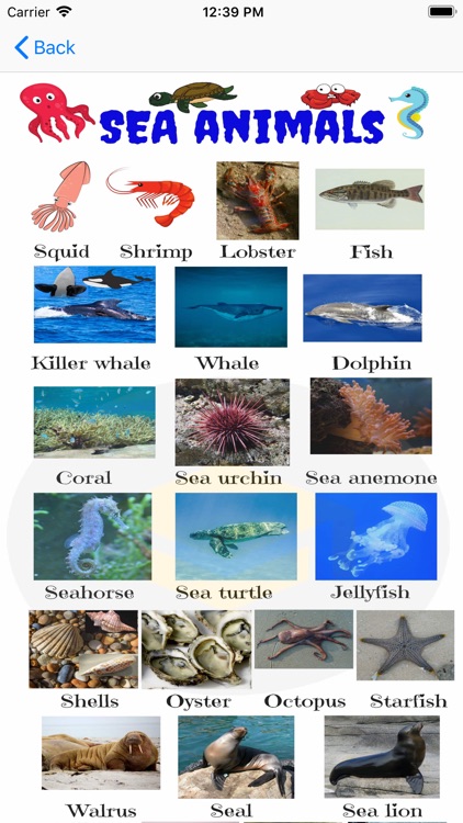 Sea Animals in English!