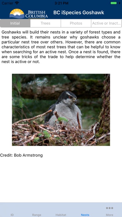 BC iSpecies Goshawk