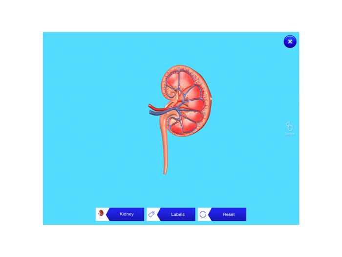 Kidney AR
