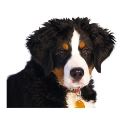 Dog photo sticker