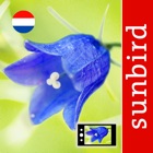 Wild Flower Id Netherlands Automatic Recognition