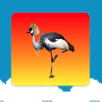 BirdLearningPro pour PC