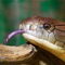 Snakes - an app about the fascinating animals with tons of informations and pictures