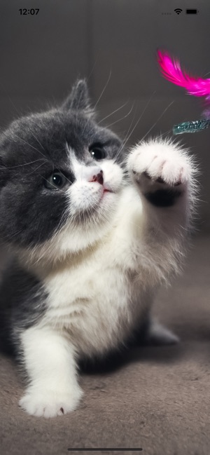 Cat Wallpapers Cute on the App Store