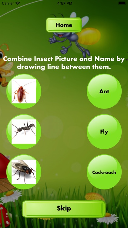 Combine Insects Picture Name
