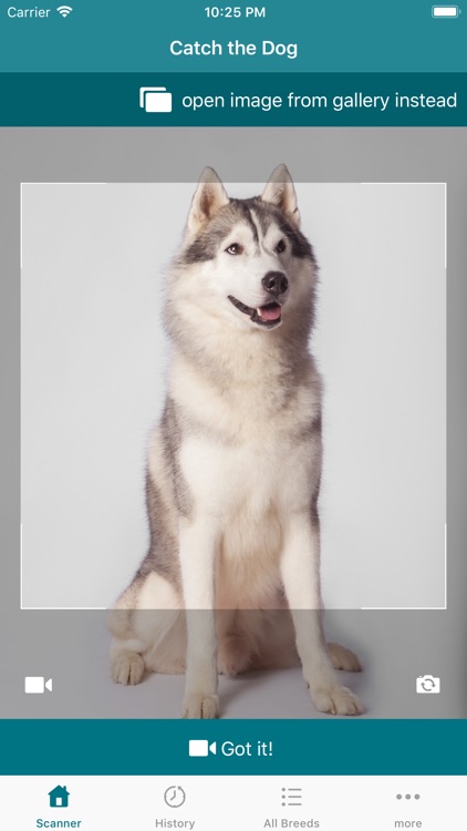 Dog Scanner