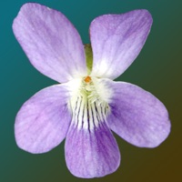 New Jersey Wildflowers  PC 용