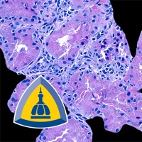 Renal Transplant Pathology pour PC