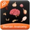 Human Anatomy Explorer app is a quick reference app that contains information about the ten different biological systems present in the human body in a visual and engaging manner