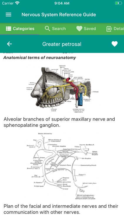 Nervous System Reference Guide