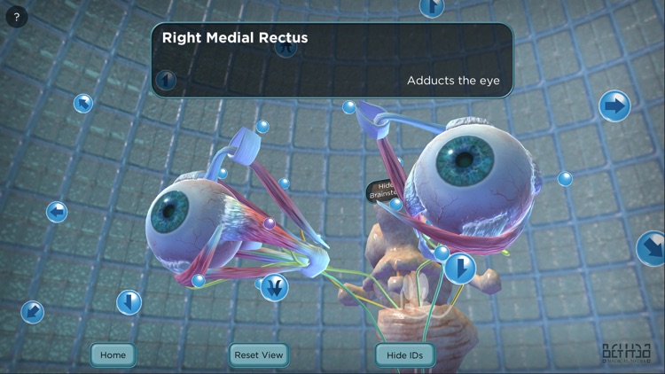 The Extraocular Muscles