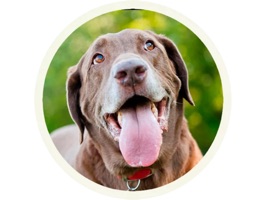 Lovely Labrador Sticker Pack