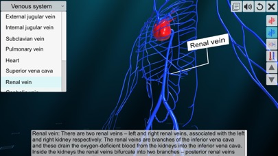 Vascular system screenshot 4