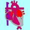 This is a model of circulation throughout the three stages of surgical palliation for patients with single ventricle physiology