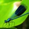 Dragonflies - an app about the wonderful insects with lots of information and pictures