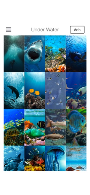 Under Water Sea HD Wallpaper