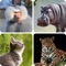 Icon Mammals – Learn All Animals!