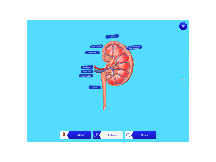 Kidney AR