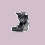 cute animals sad and lonely