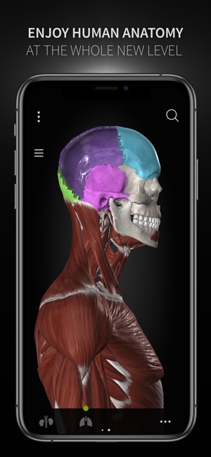 Anatomyka(圖6)-速報App