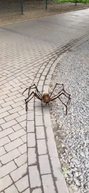 Imágen 1 AR Spiders iphone